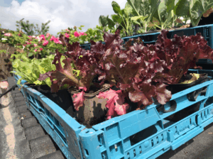 slaplantjes kopen online