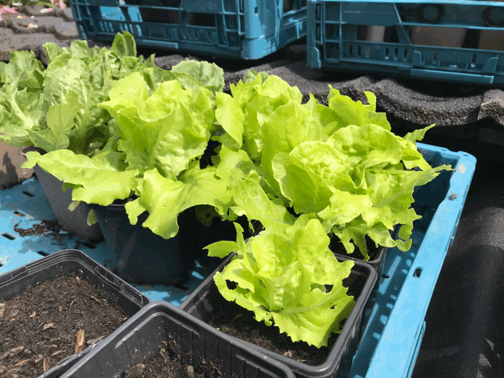 slaplantjes kopen online