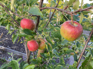 soorten stammen fruitbomen