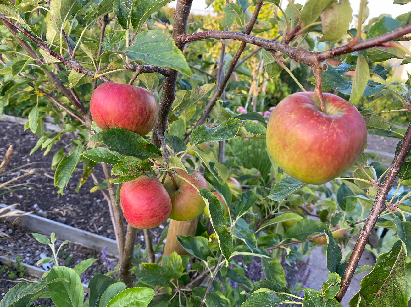 soorten stammen fruitbomen