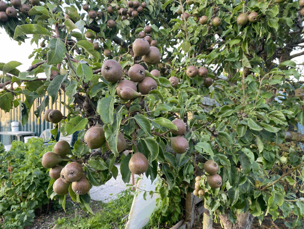soorten stammen fruitbomen