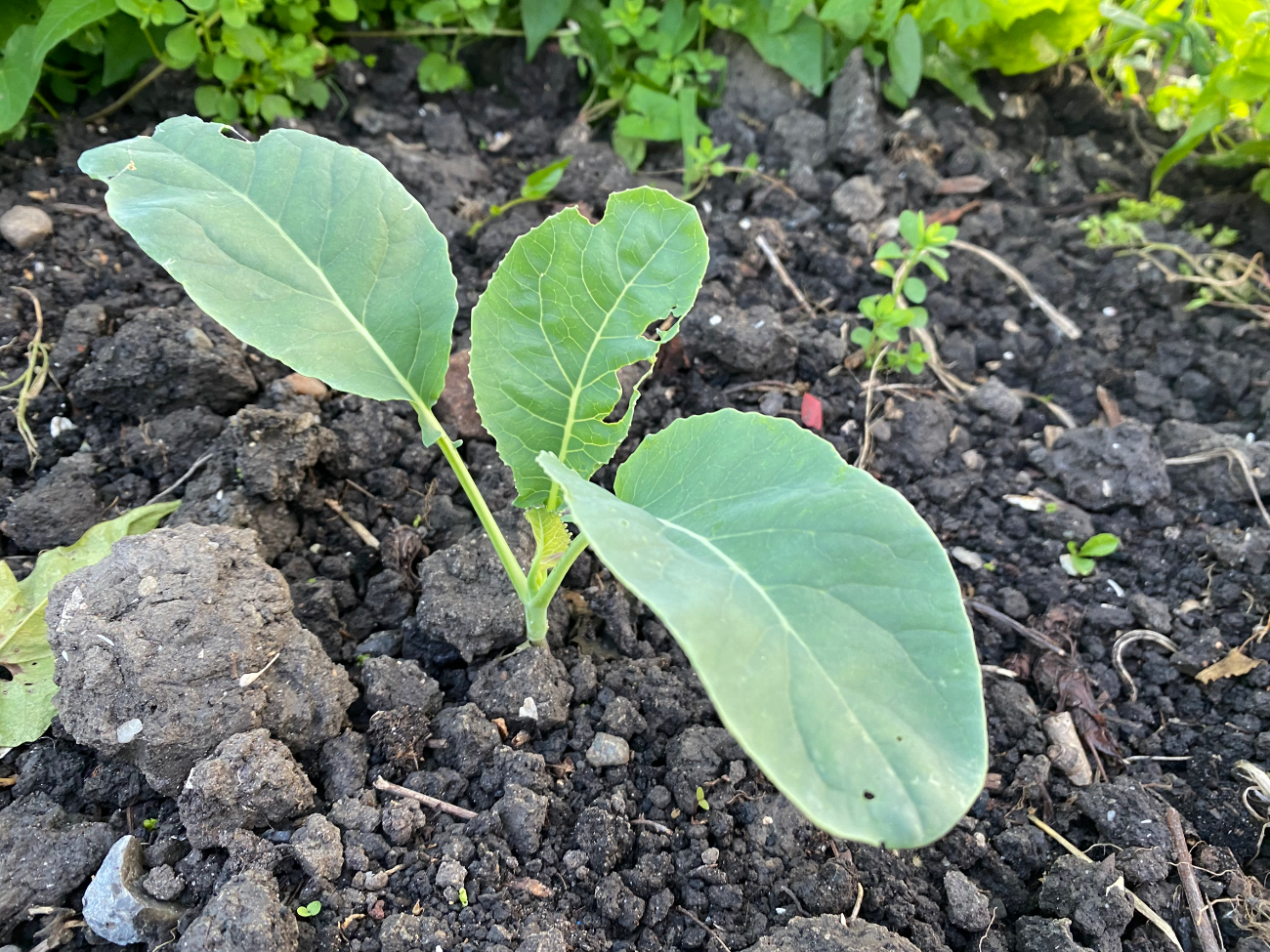 Spitskool plantjes kopen
