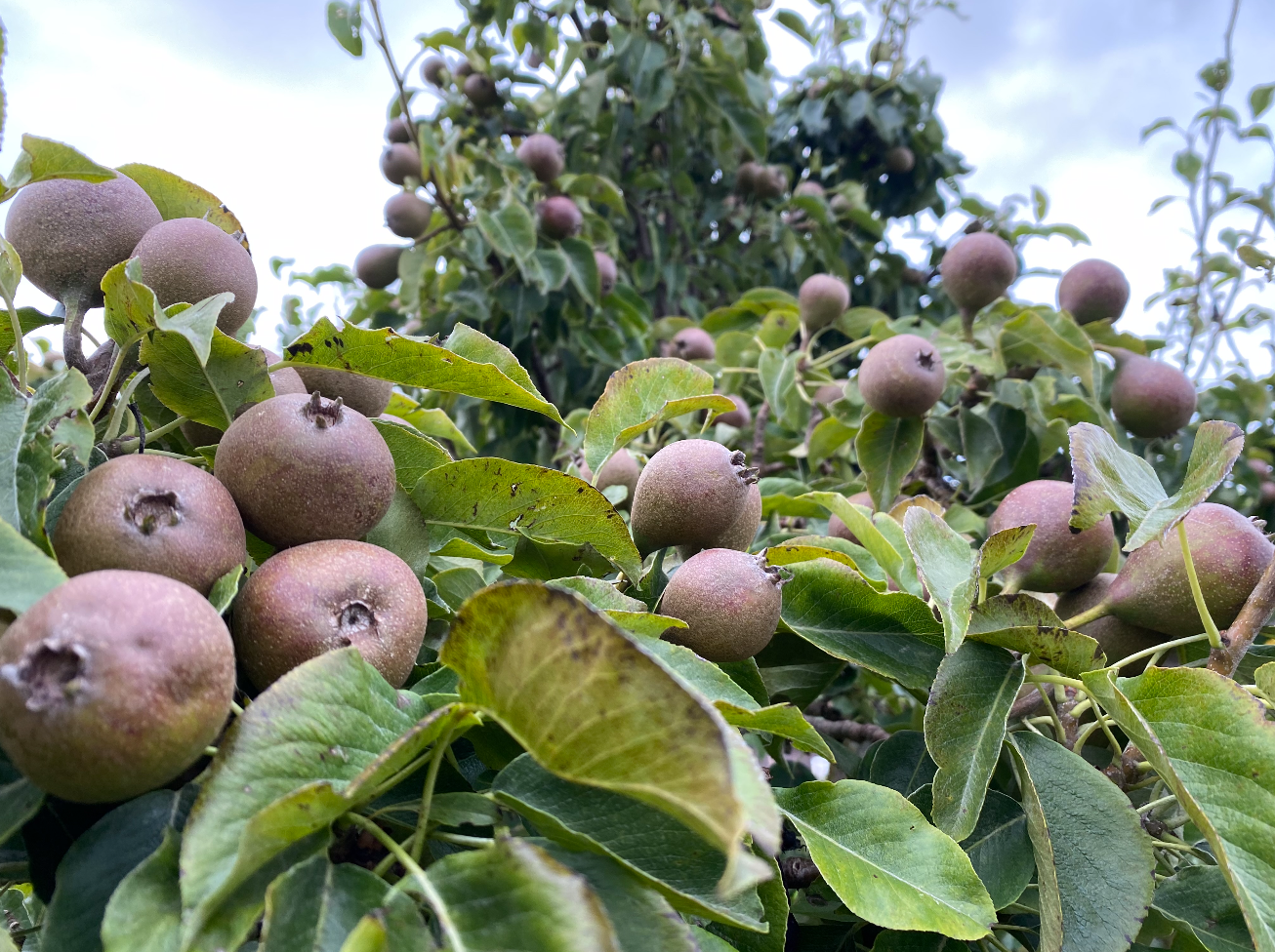 Stoofperen in de moestuin