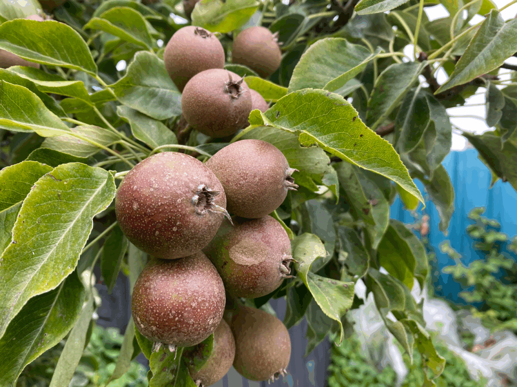 Stoofperen in de moestuin