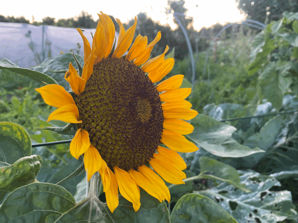 Tips voor een warme dag in de moestuin
