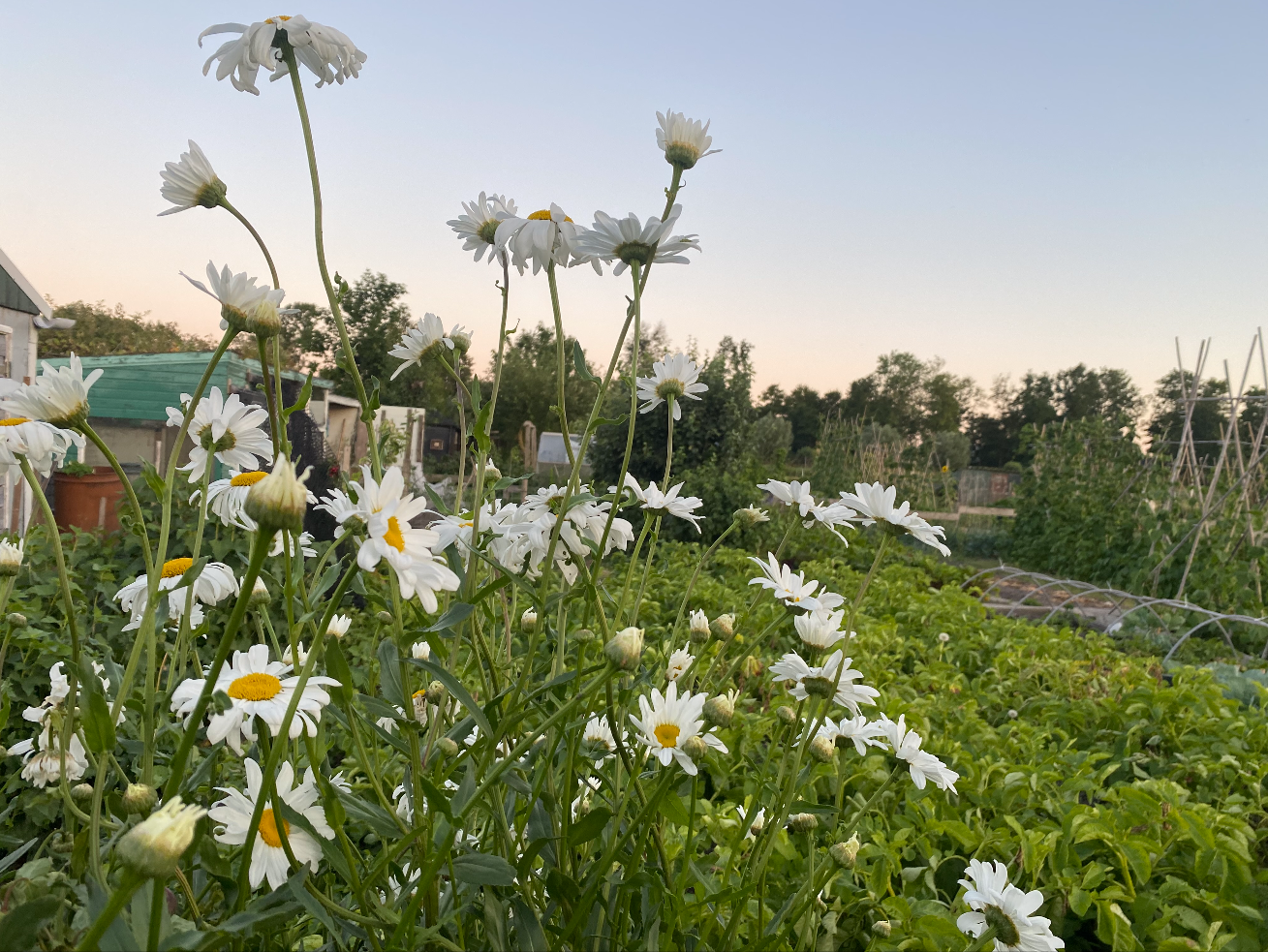 Tips voor een warme dag in de moestuin