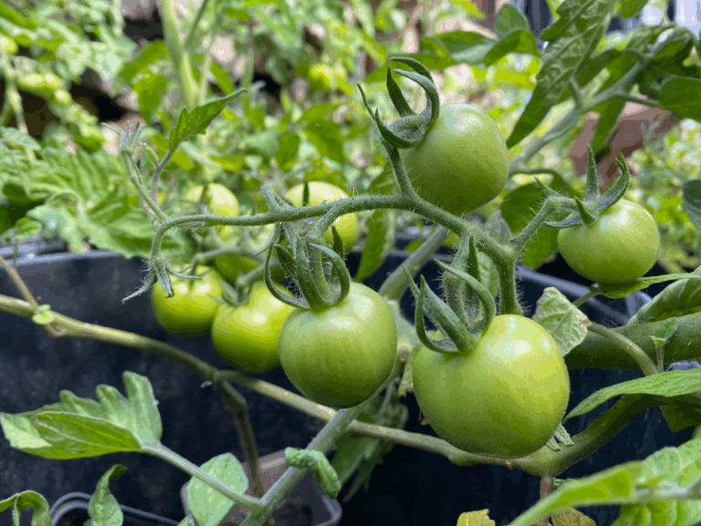 Tips voor het opbinden van Tomaten