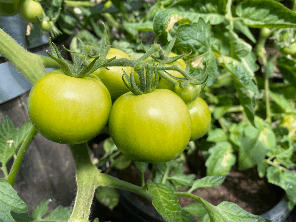 Tips voor het opbinden van Tomaten