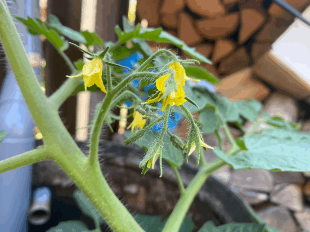 tomaten in de moestuin