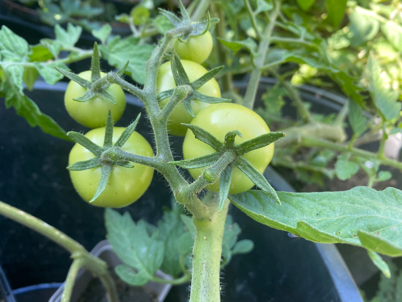tomaten in de moestuin