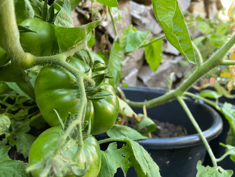 Tomaten kweken buiten