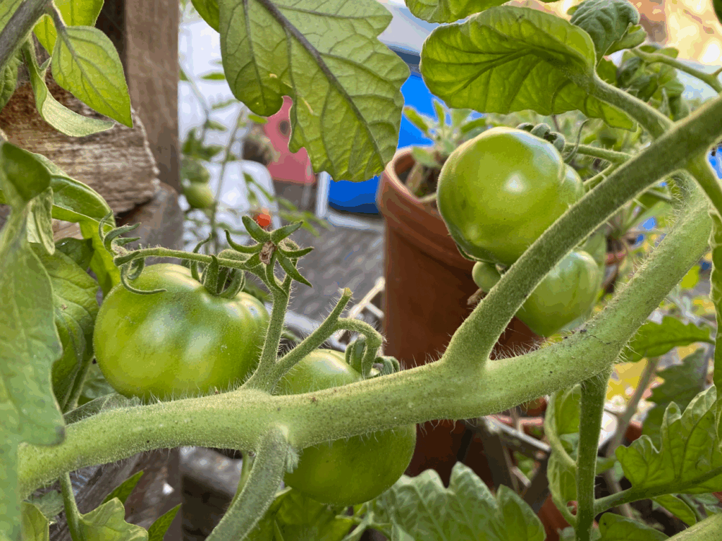 Tomaten kweken buiten