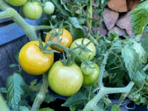 Tomaten kweken in een zak potgrond