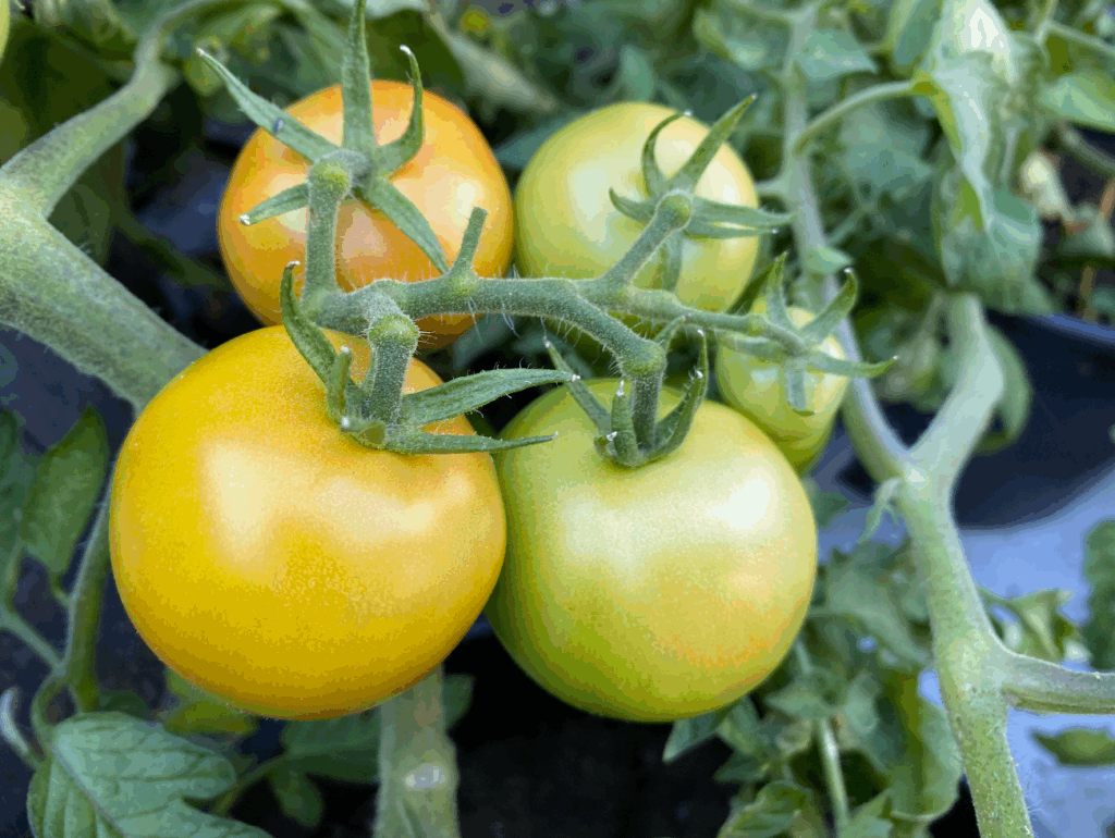 Tomaten kweken in openlucht