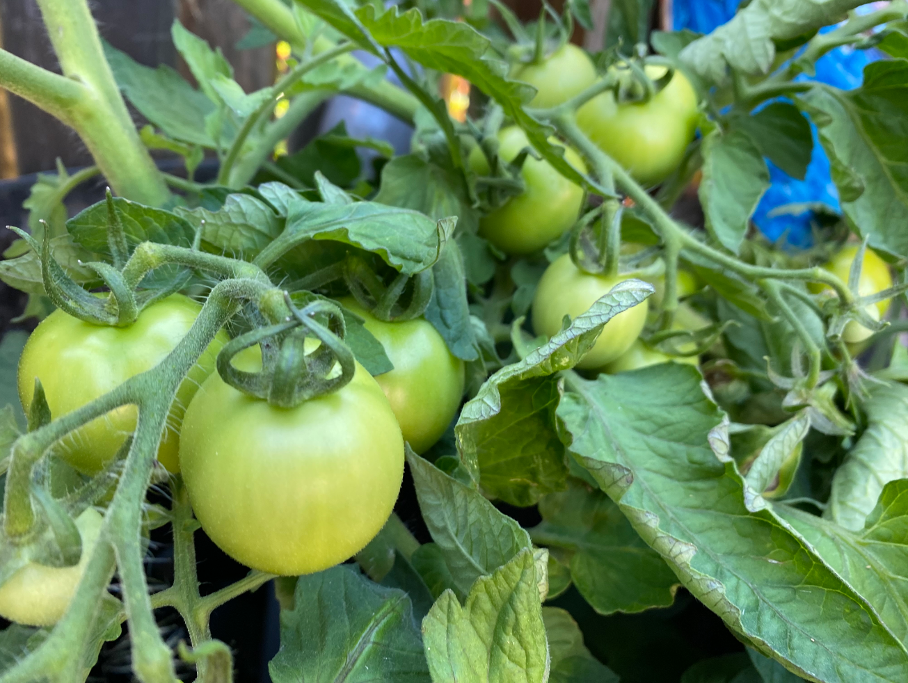 Tomaten kweken in openlucht