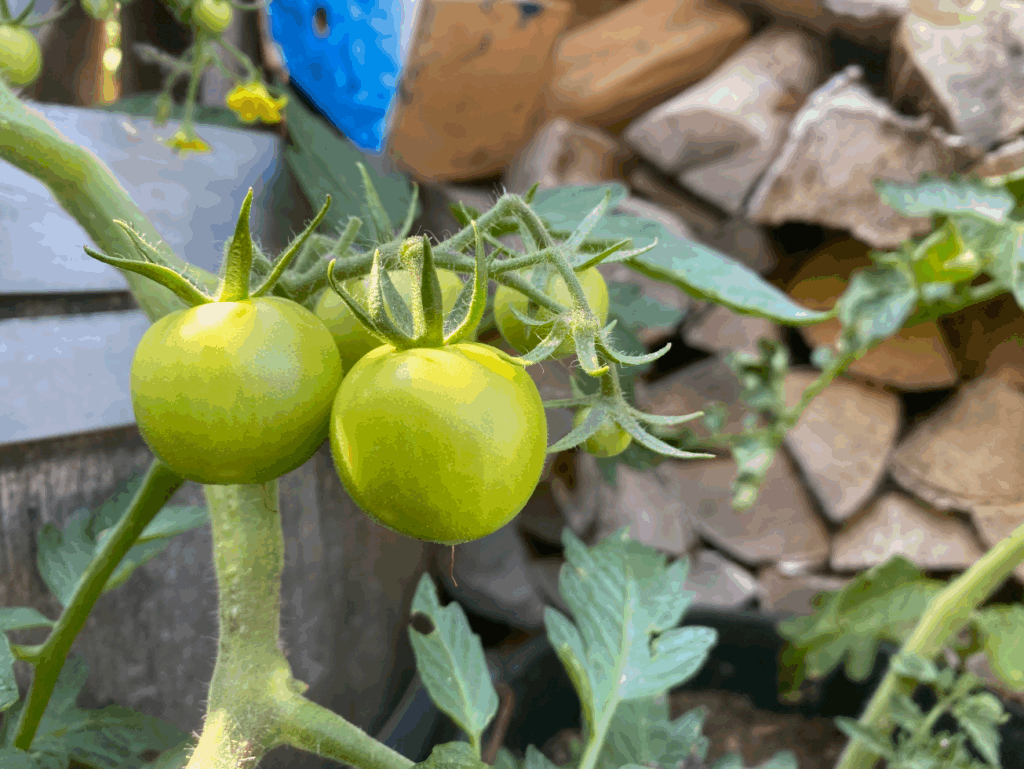 Tomaten kweken in pot