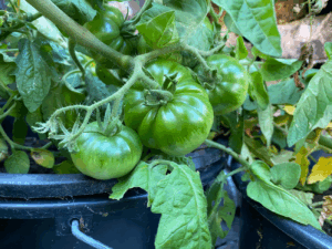 Tomaten kweken op je balkon
