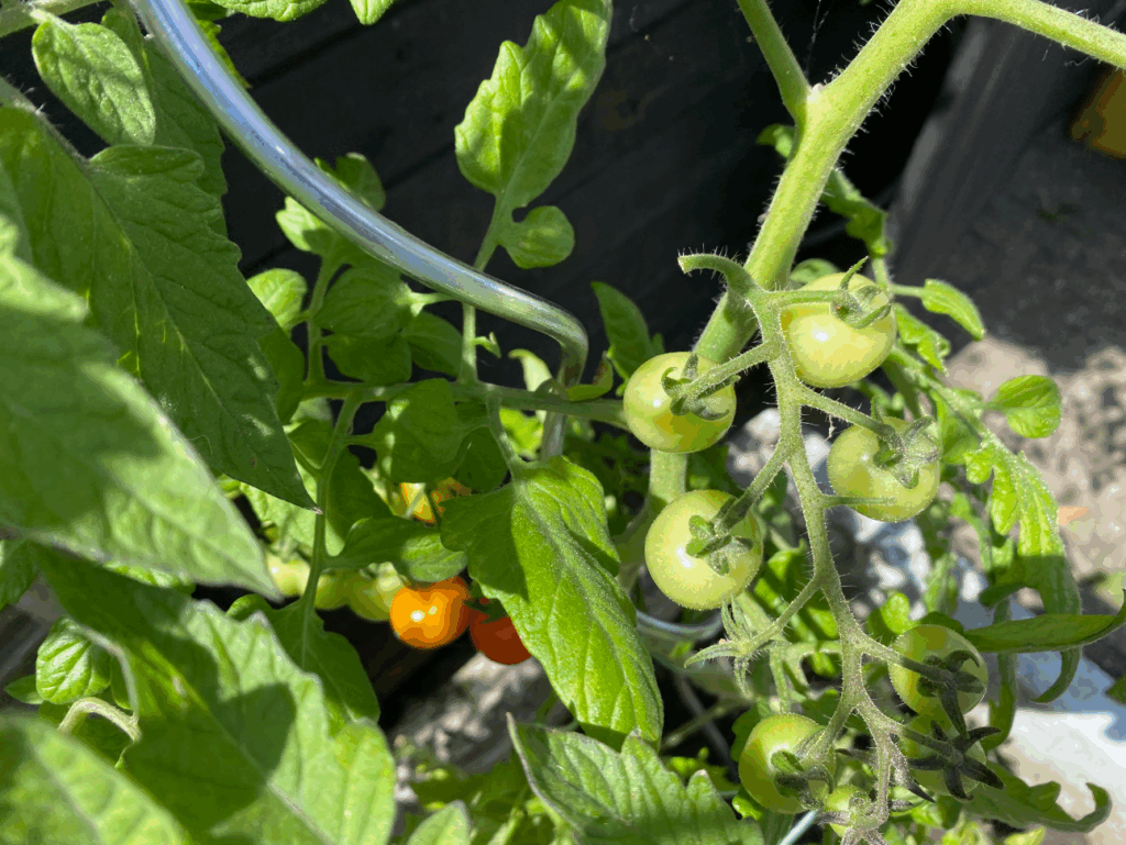 Tomaten spiralen kopen