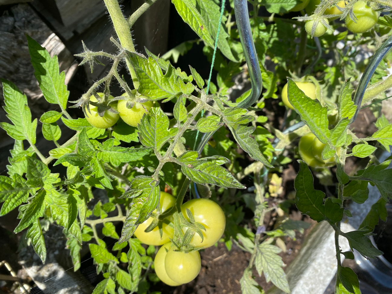 Tomaten spiralen kopen