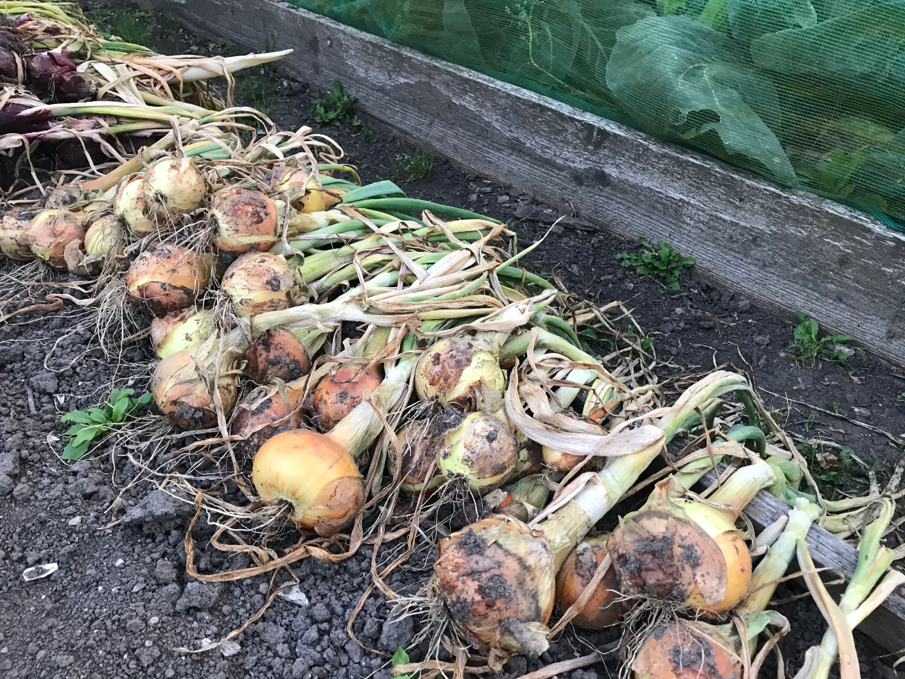 Uien uit de moestuin drogen