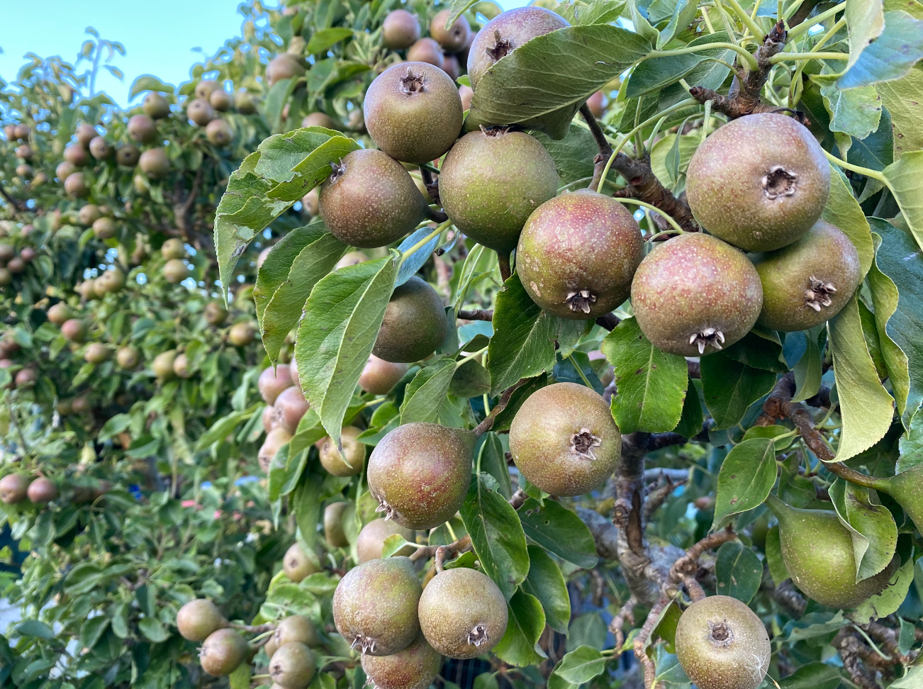 Verzorging van een stoofperenboom in augustus