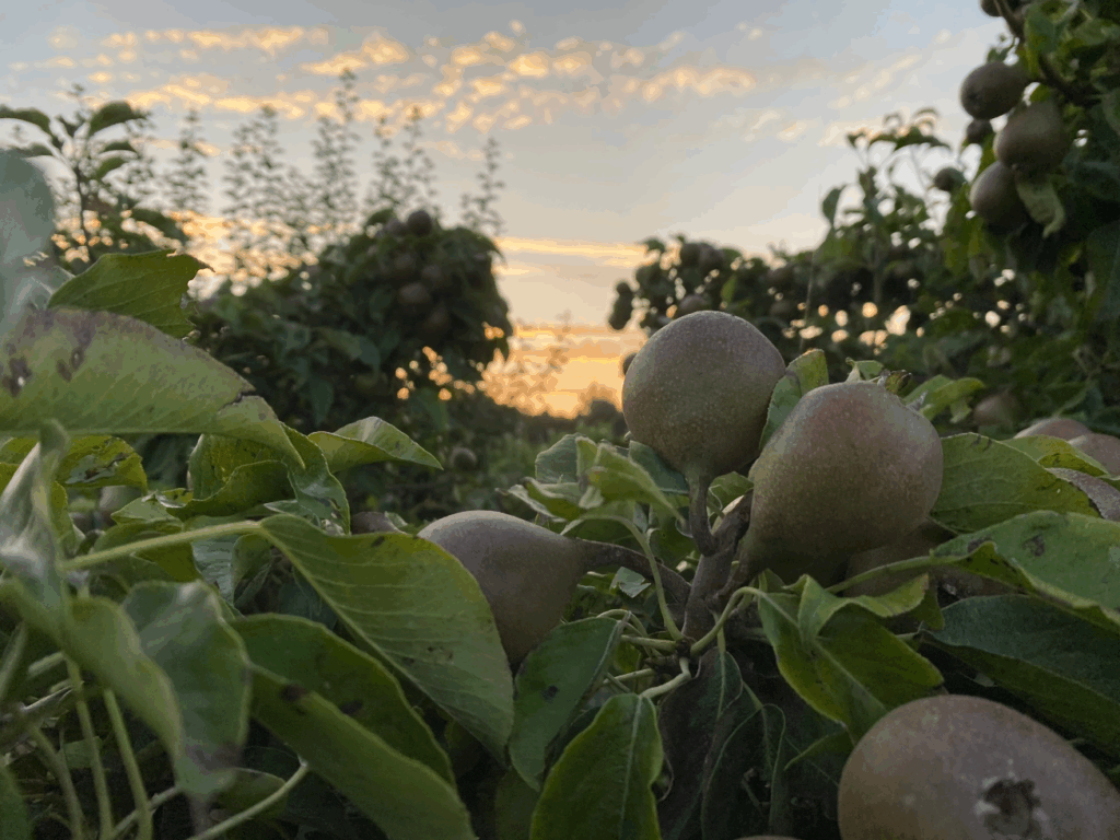 Verzorging van een stoofperenboom in augustus