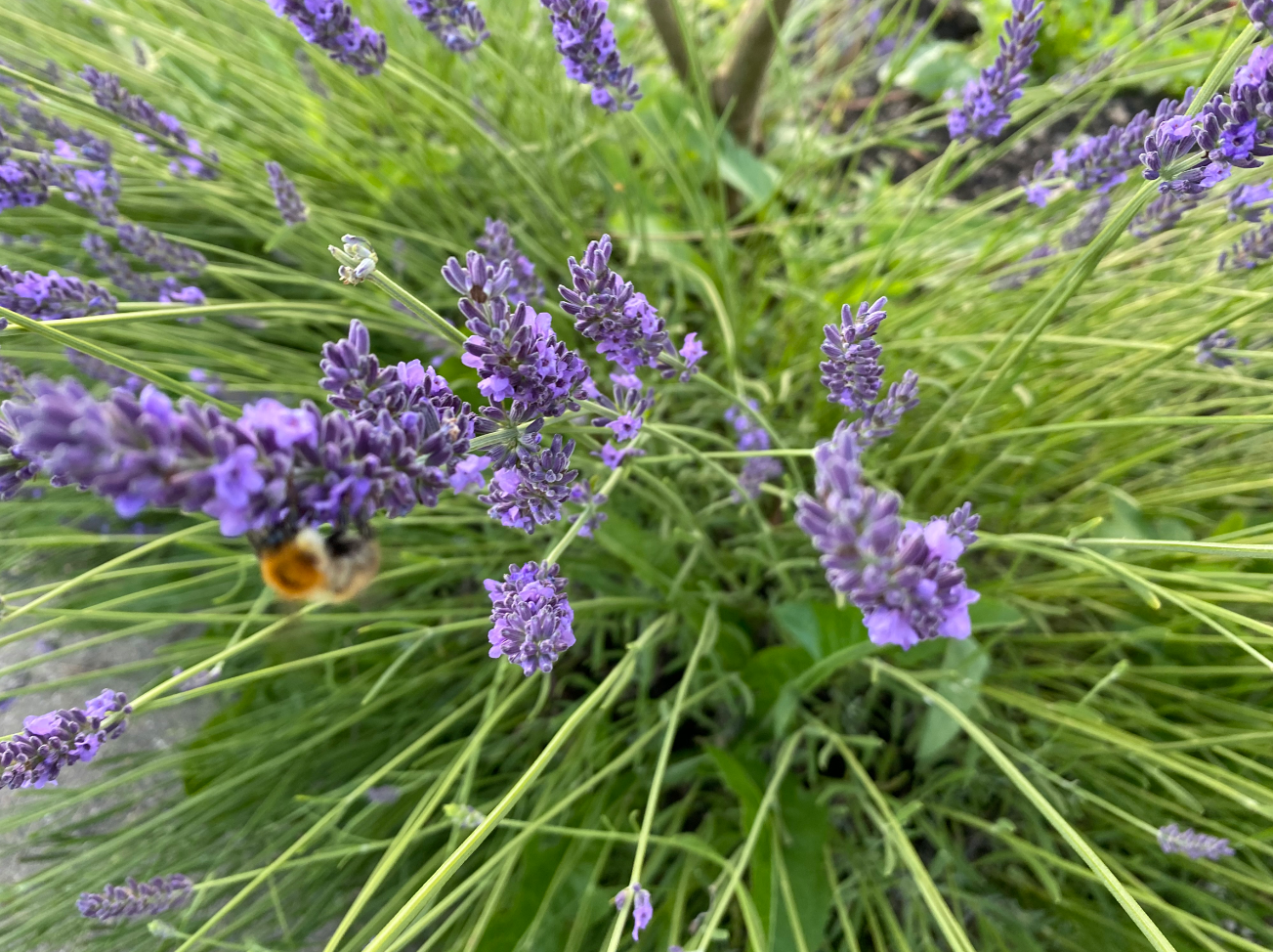 Voordelen lavendel in de tuin