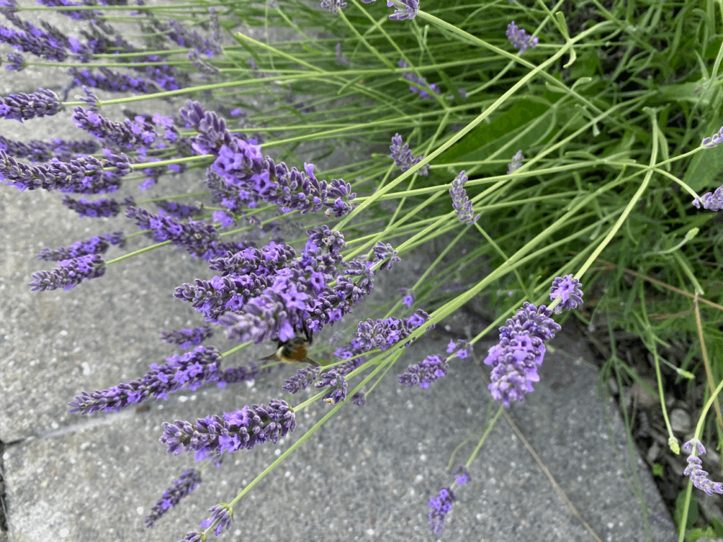 Voordelen lavendel in de tuin