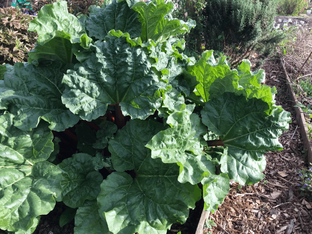 Waar groeit rabarber het best