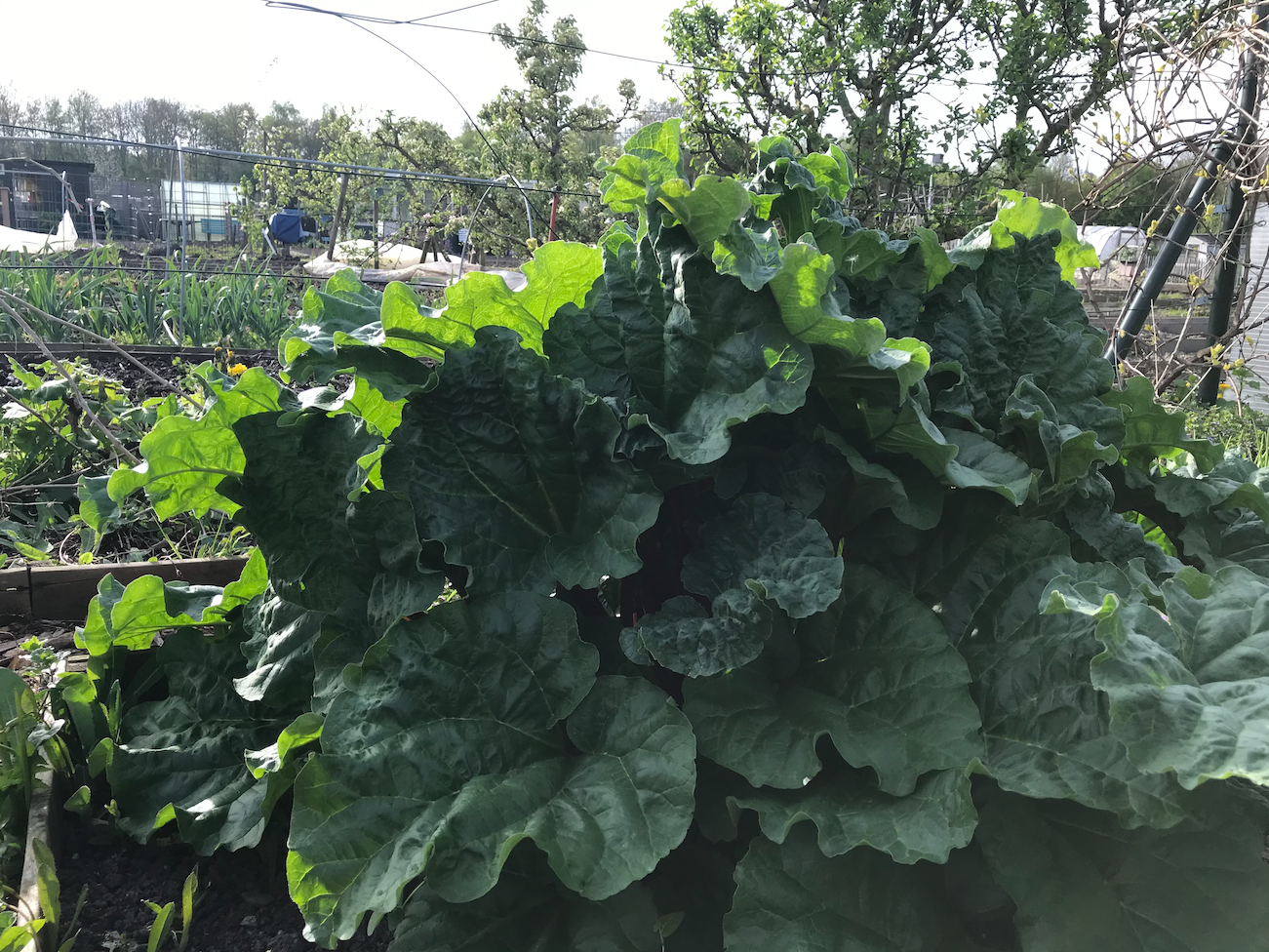 Waar groeit rabarber het best