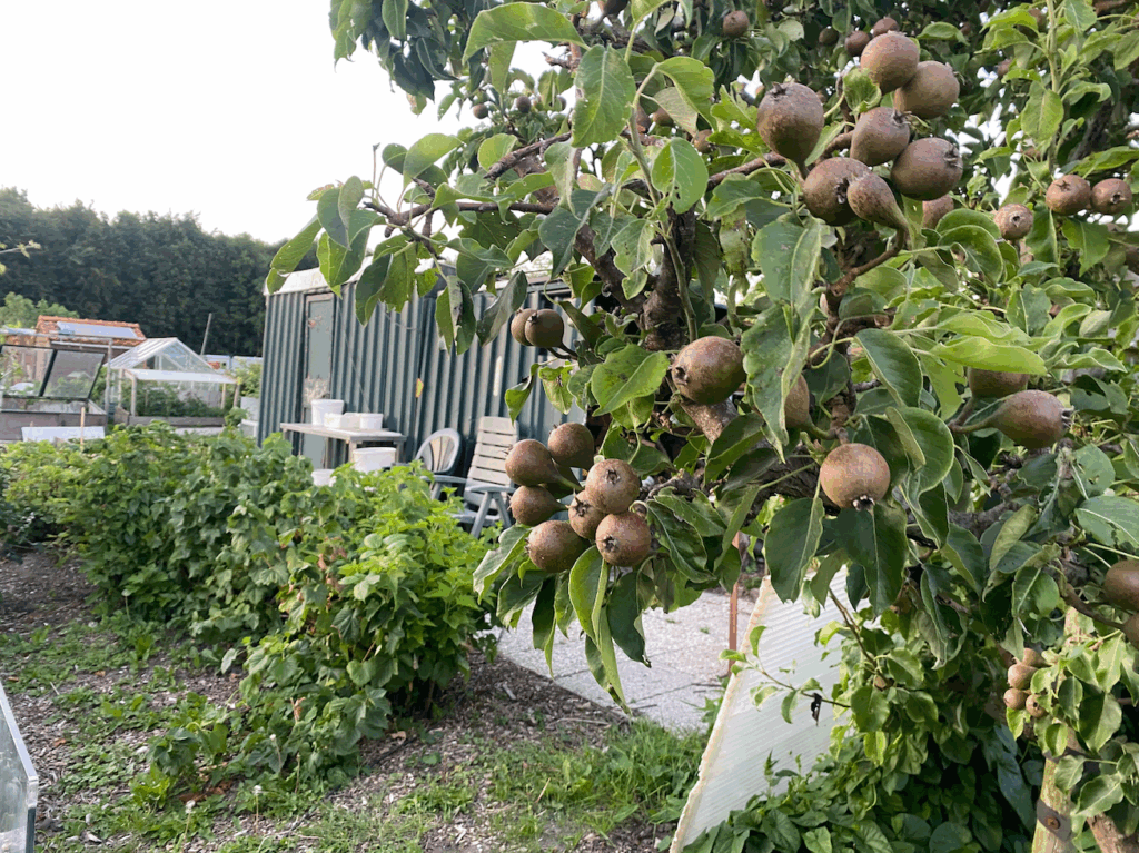 Waar kan een perenboom niet tegen