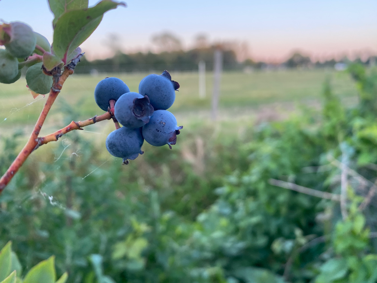 Waar kan ik blauwe bessen in mijn tuin zetten