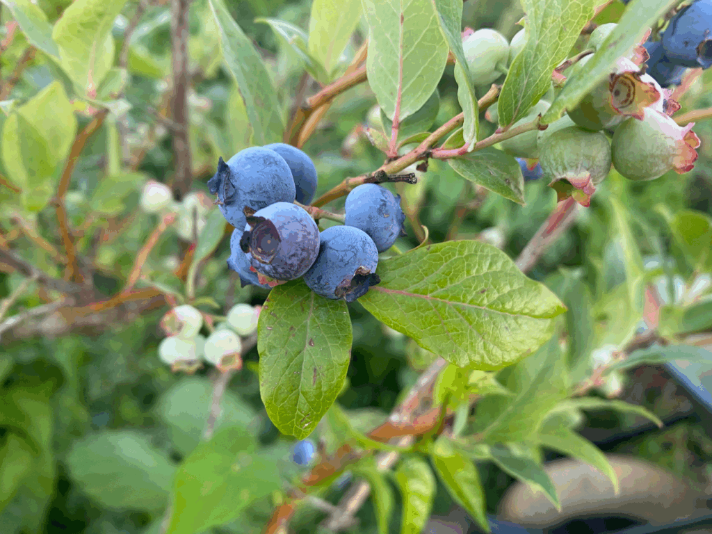 Waar kan ik blauwe bessen in mijn tuin zetten