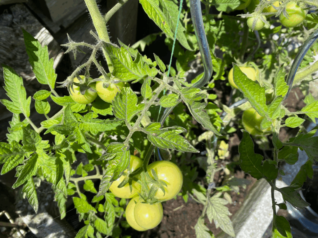 Waar koop je een tomatenspiraal