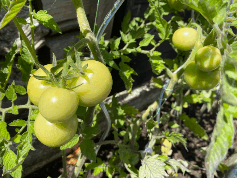Waar koop je een tomatenspiraal