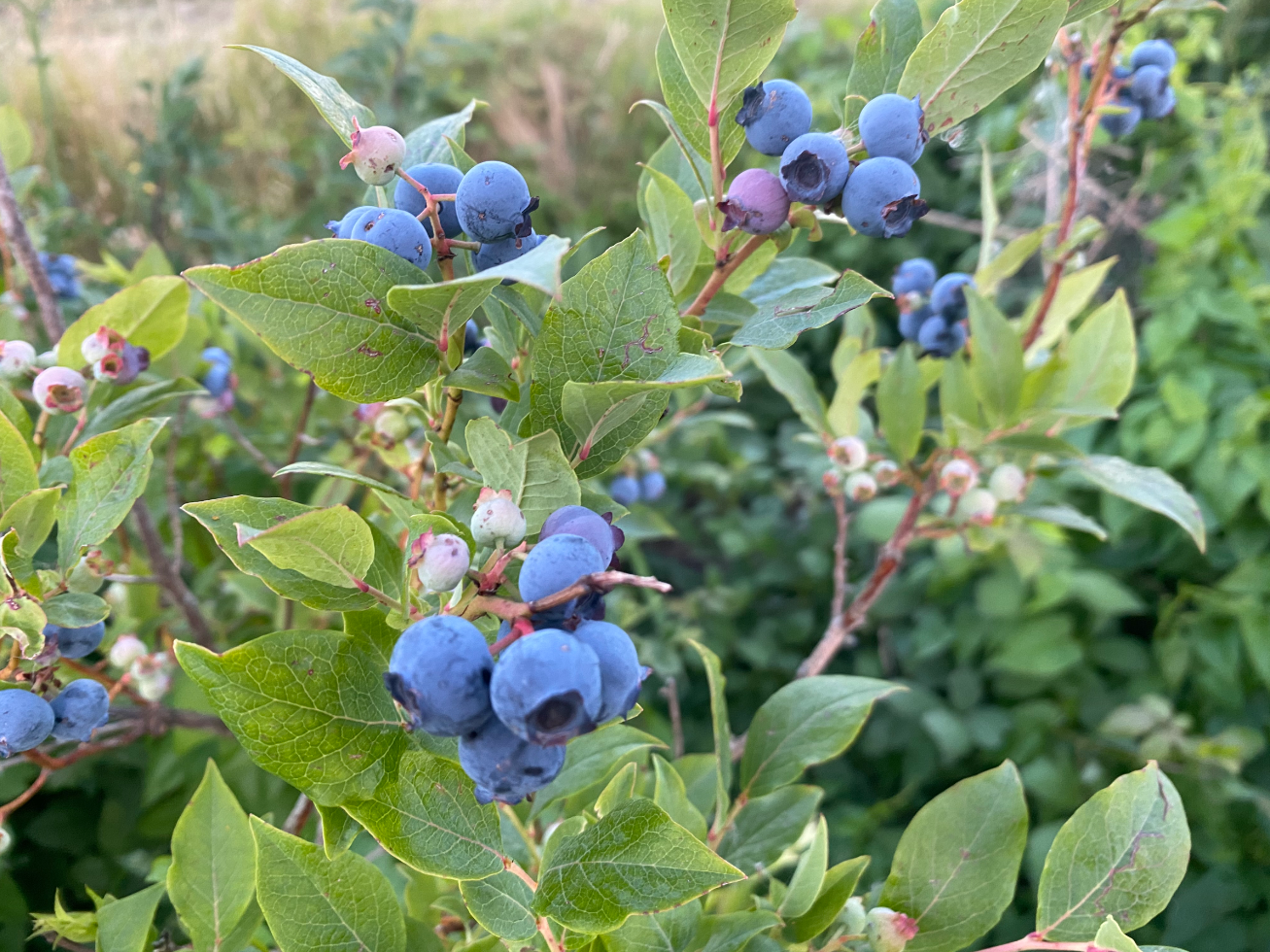 Waar kun je een blauwe bessenstruik kopen