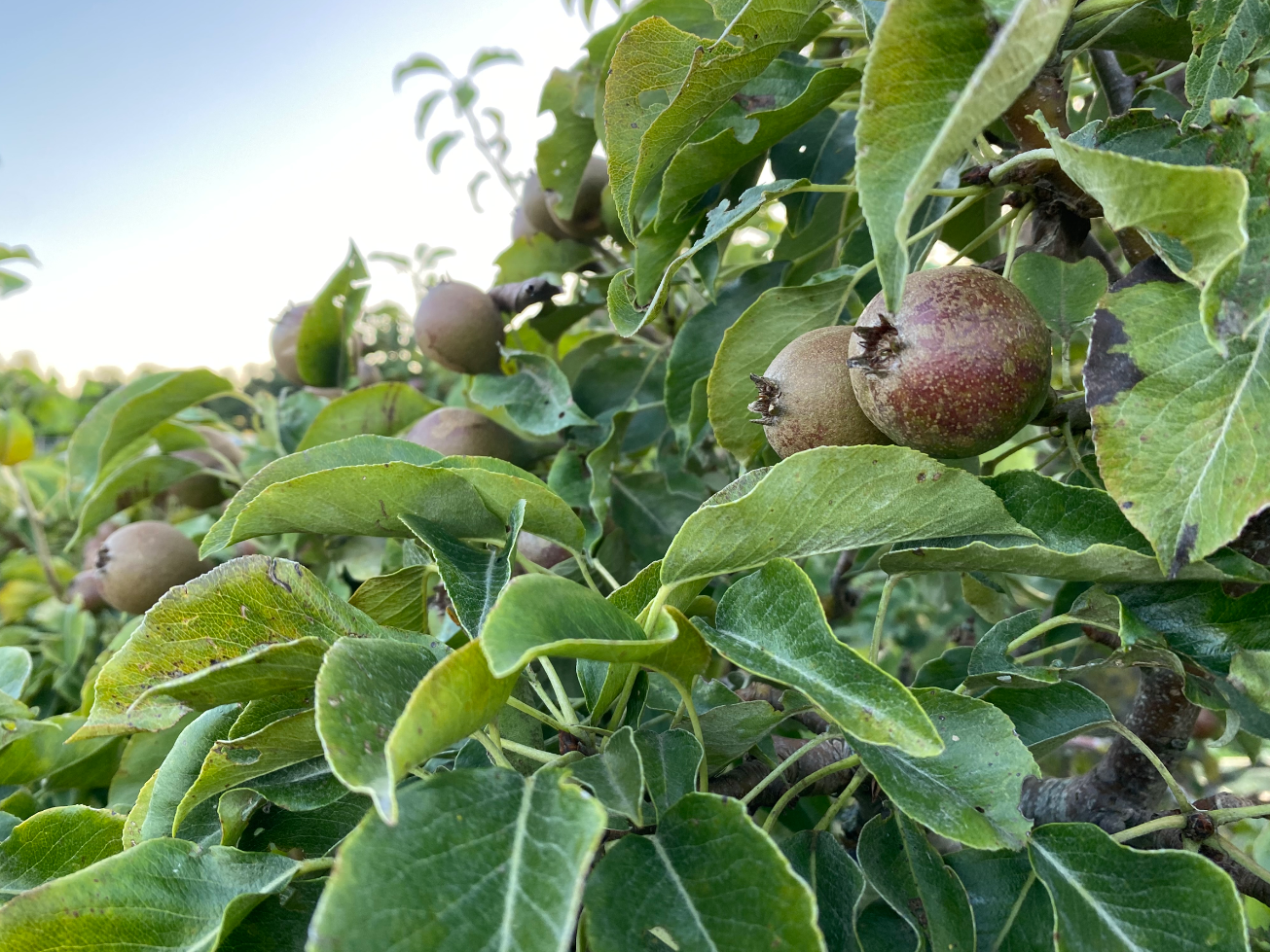 Waar kun je een perenboom kopen