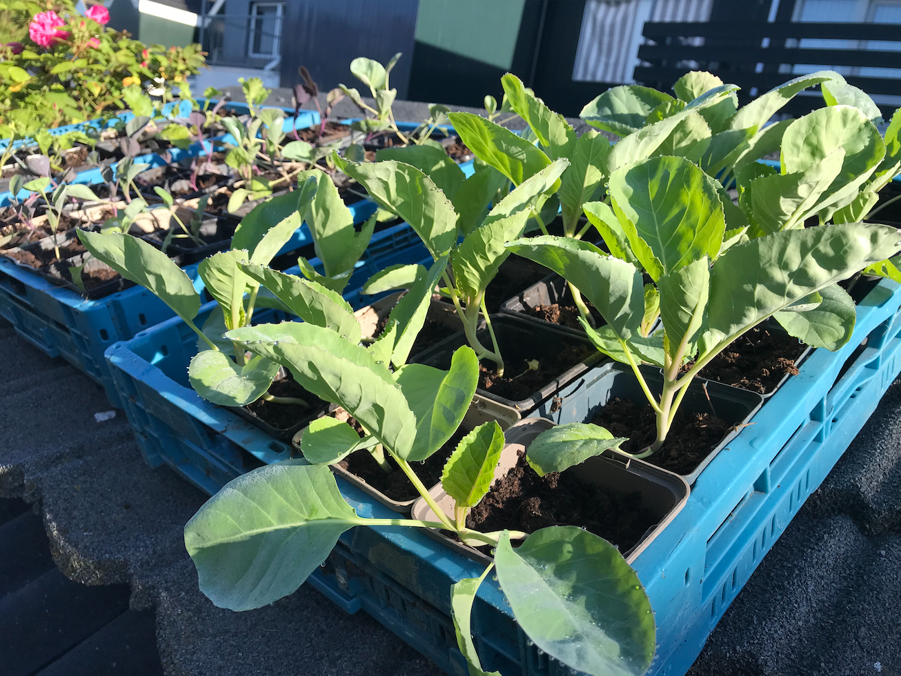 Waar kun je koolplantjes kopen