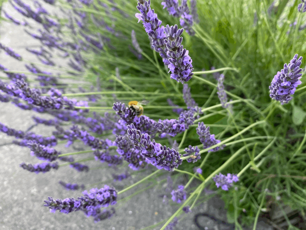 Waar kun je lavendel kopen