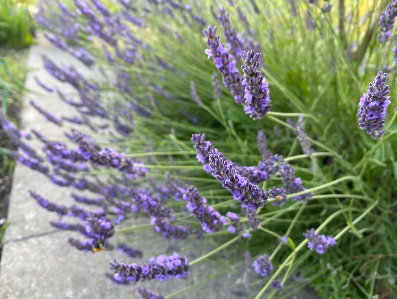 Waar kun je lavendel kopen