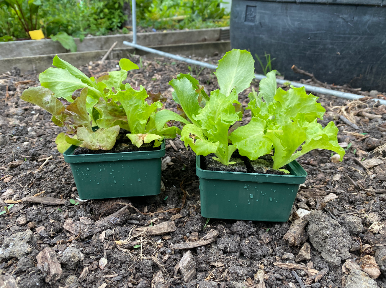 Waar moestuinplantjes kopen