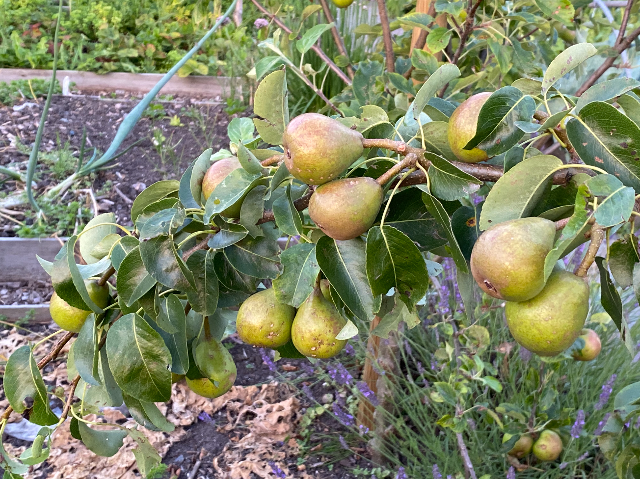 Waar moet een perenboom staan