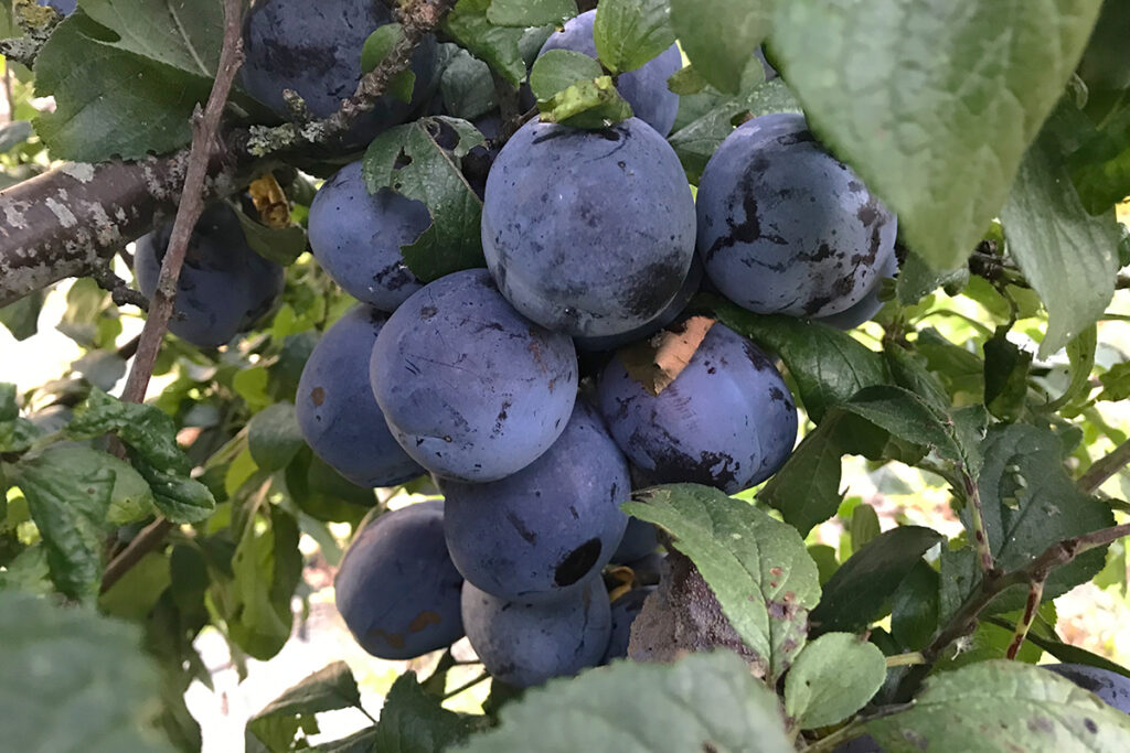 Waarom geeft mijn pruimenboom geen pruimen