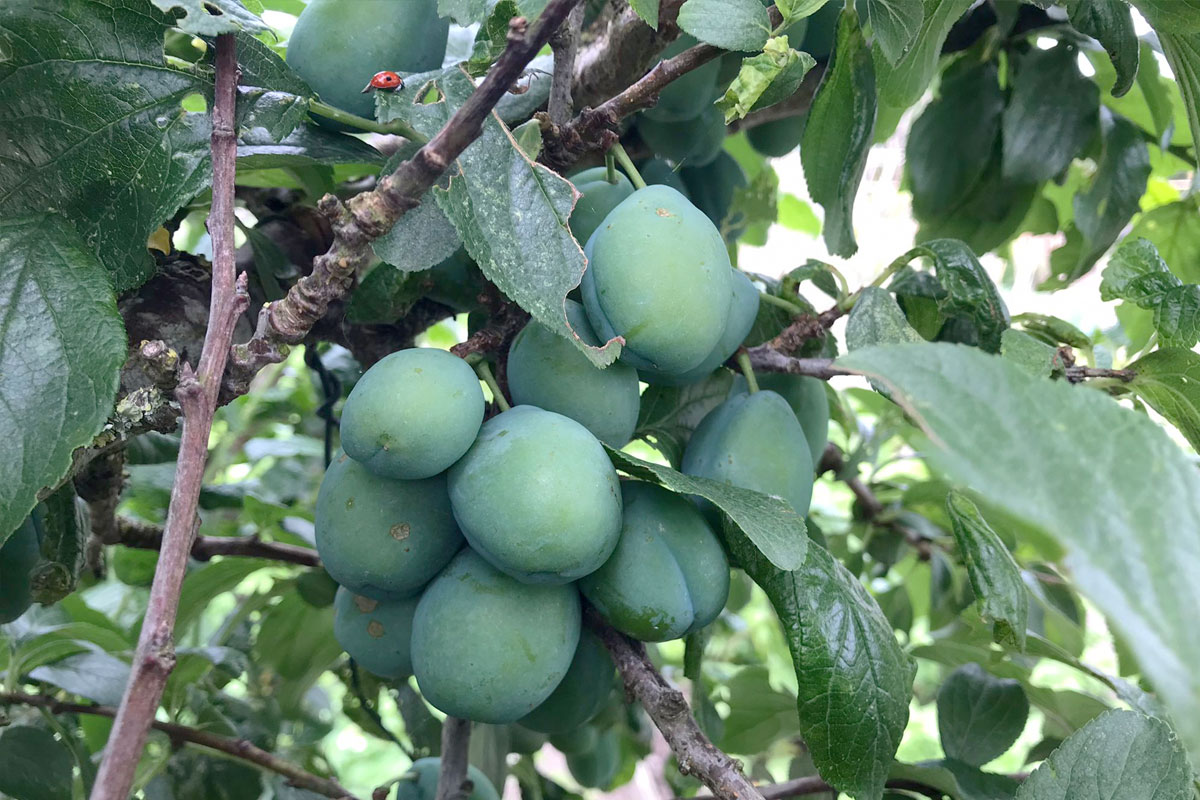 Waarom geeft mijn pruimenboom geen pruimen