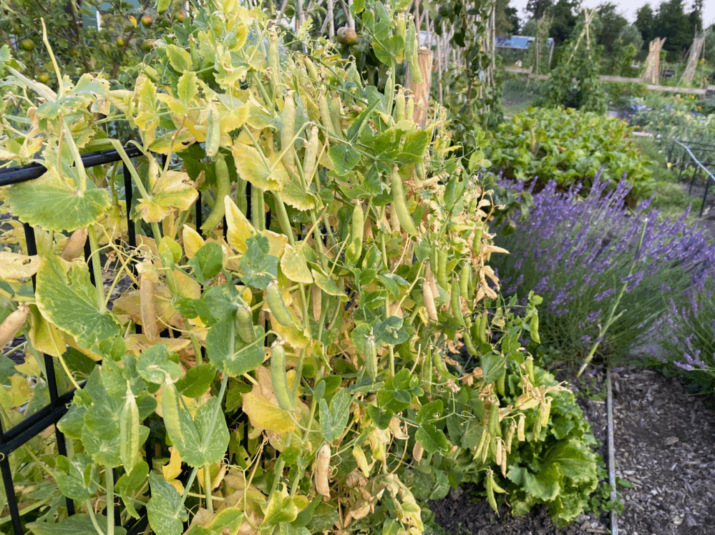 Waarom worden mijn doperwtenplanten geel