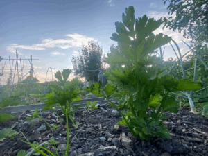 Wanneer kan ik knolselderij planten