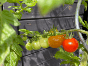Wanneer moet je tomaten toppen