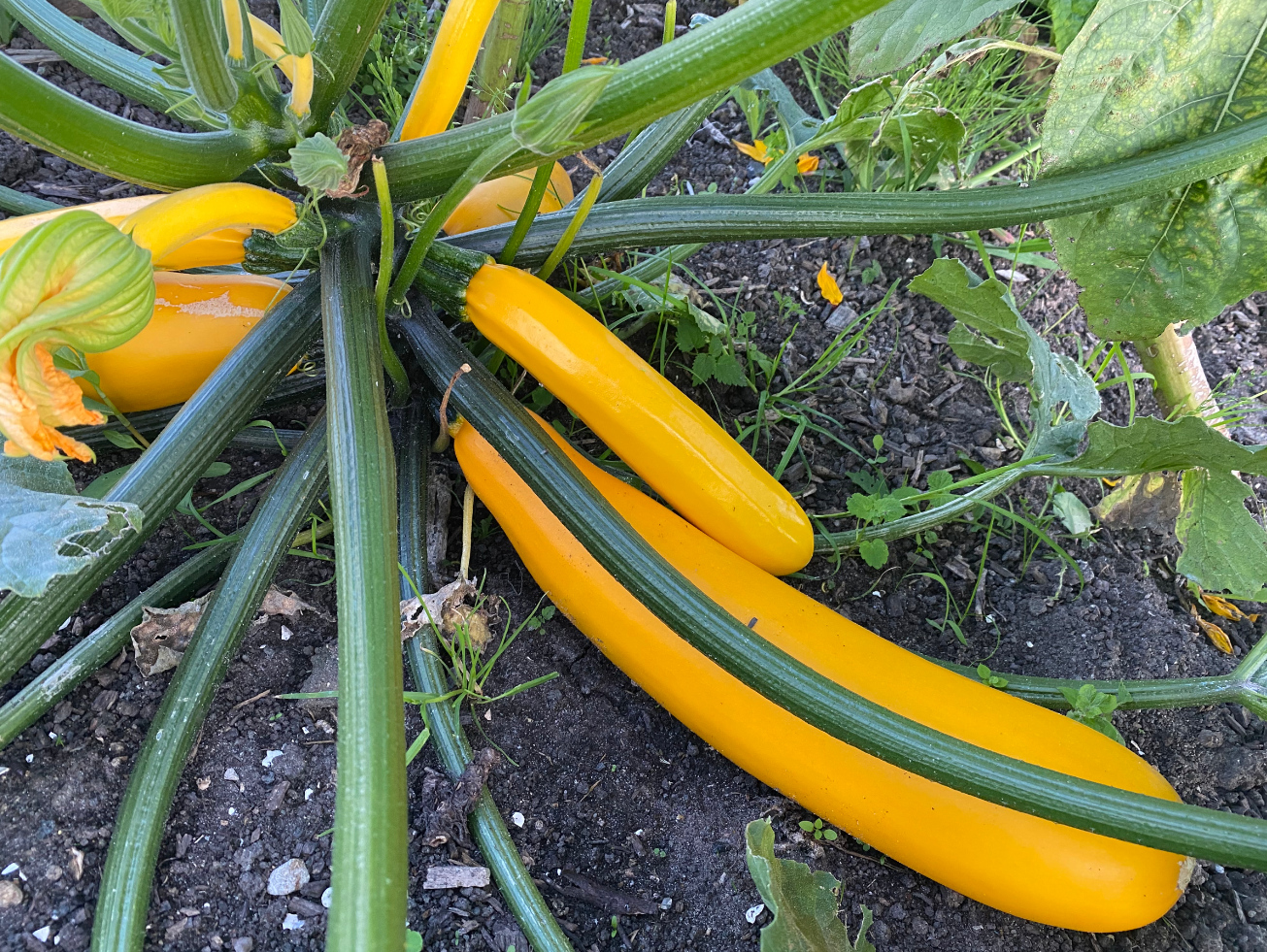 Wanneer oogst je courgette