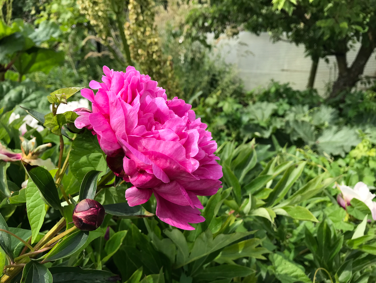 Wanneer pioenrozen planten