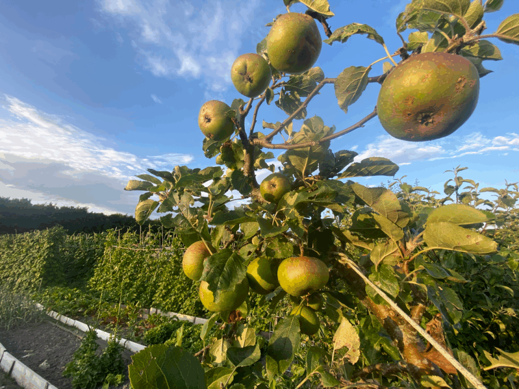 Wanneer plant je een appelboom